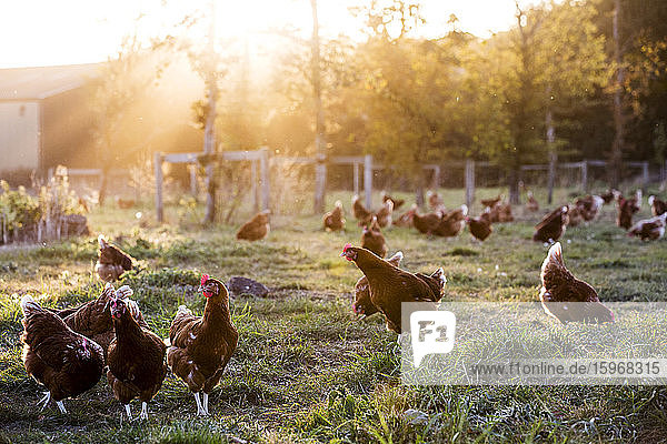 Freilandhühner im Freien im frühen Morgenlicht auf einem Biohof.