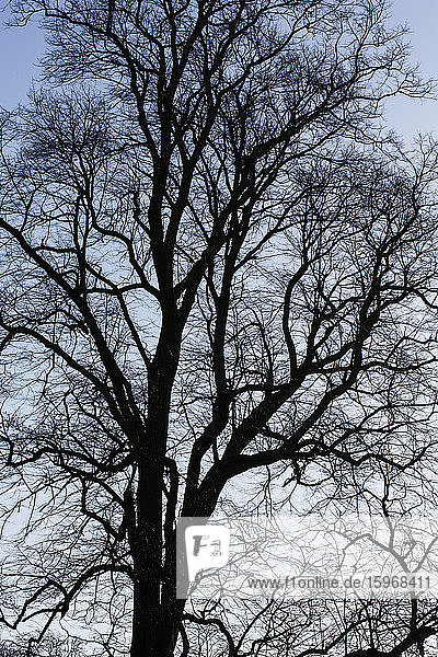 Die Silhouette eines Baumes vor einem dunklen  klaren Winterhimmel.