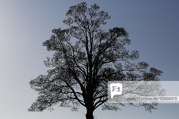 Die Silhouette eines Baumes vor einem dunklen  klaren Winterhimmel.