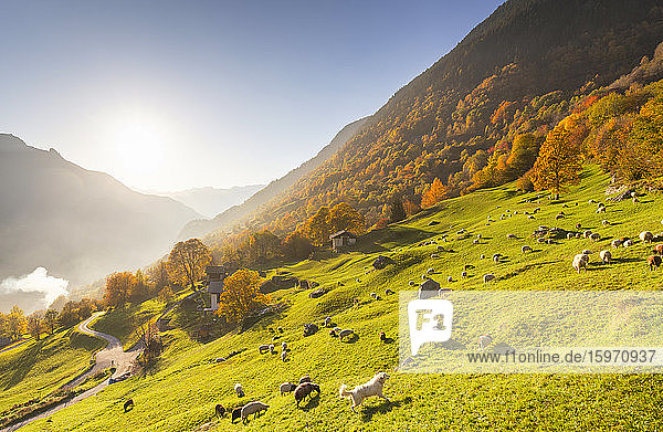 Weiden von Schafen auf den Wiesen mit einem weissen Hund im Herbst  Soglio  Bergell  Graubünden  Schweiz  Europa