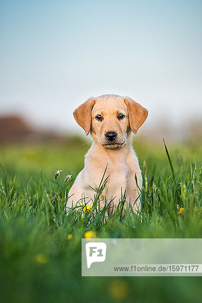 Goldener Labrador-Welpe sitzt in einem Feld von Butterblumen  Vereinigtes Königreich  Europa