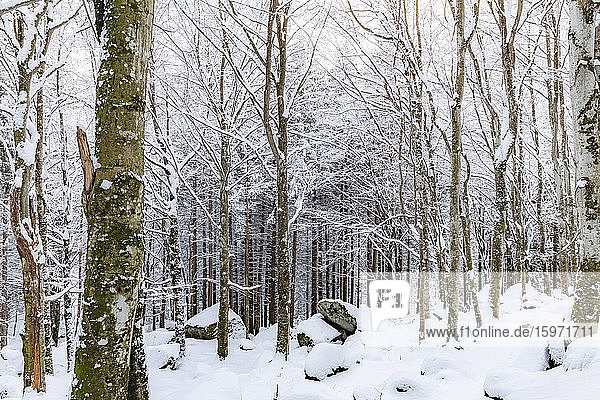 Forest of Bagni di Masino after a snowfall  Bagni di Masino  Valmasino  Valtellina  Lombardy  Italy  Europe