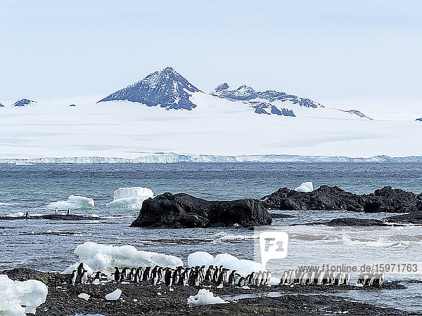 Adelie-Pinguin (Pygoscelis adeliae)  Brutkolonie am Brown Bluff  Antarktischer Sund  Antarktis  Polargebiete