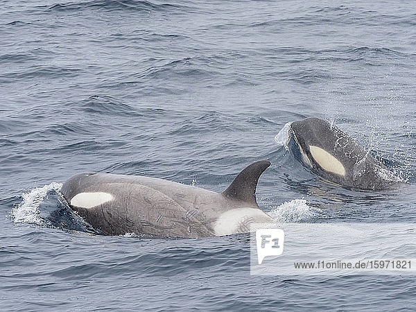 Kleine Schwertwale vom Typ B (Orcinus orca)  die in der Gerlache-Meerenge  Antarktis und den Polarregionen auftauchen