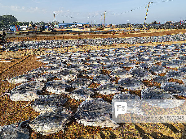 Gereinigter Fisch  ausgelegt und in der Sonne getrocknet auf geflochtenen Matten auf dem Fischmarkt von Negombo  Negombo  Sri Lanka  Asien