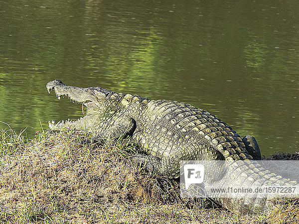 Ein ausgewachsenes Straßenräuber-Krokodil (Crocodylus palustris)  das sich in der Sonne sonnt  Yala-Nationalpark  Sri Lanka  Asien