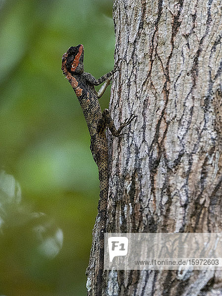 Ein erwachsenes Männchen einer bemalten Lippeneidechse (Calotes ceylonensis)  wechselnde Farben  Yala-Nationalpark  Sri Lanka  Asien