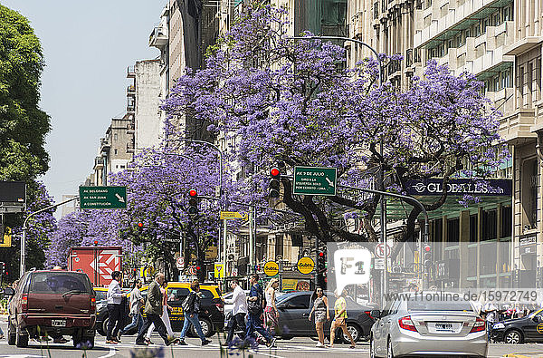 Jacaranda trees along Avenue 6 de Julio  Buenos Aires  Argentina  South America