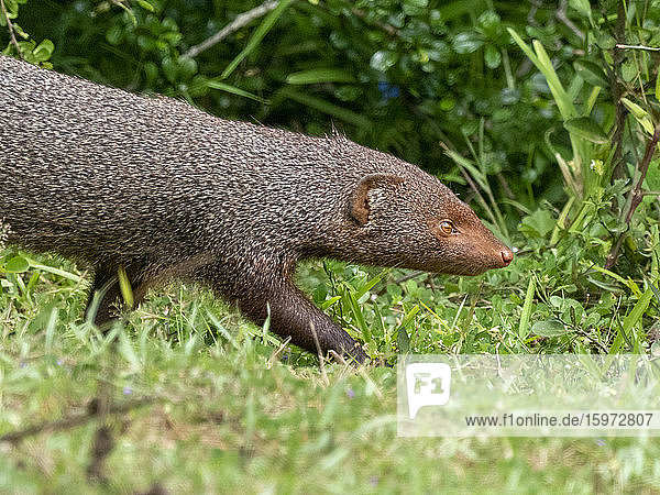 Eine erwachsene Rotbartmanguste (Herpestes smithii)  Wilpattu-Nationalpark  Sri Lanka  Asien