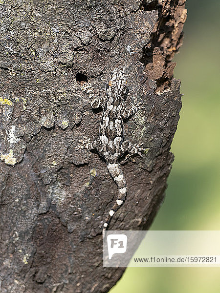 Ein ausgewachsener Rindengecko (Hemidacdylus leschenaultii)  auf einem Baum im Wilpattu-Nationalpark  Sri Lanka  Asien