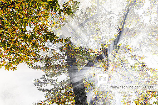 Sonnenstrahlen filtern zwischen Nebel im Herbst  Soglio  Bergell  Graubünden  Schweiz  Europa