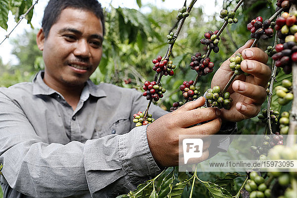 Man working in coffee plantation  Buon Me Thuot  Dak Lak  Vietnam  Indochina  Southeast Asia  Asia