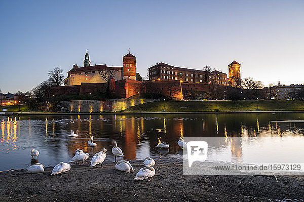 Schloss und Kathedrale auf dem Wawelberg  Weichsel mit Schwänen  UNESCO-Weltkulturerbe  Krakau  Polen  Europa