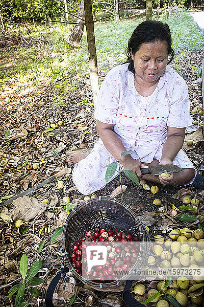 Eine Frau  die Muskatnüsse und Muskatblüte von Muskatfrüchten trennt  Banda  Maluku  Gewürzinseln  Indonesien  Südostasien  Asien