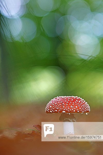 Fly agaric (Amanita muscaria)  in autumn leaves  Bavaria  Germany  Europe