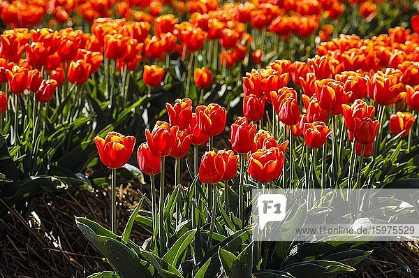 Tulpen bluehen auf Tulpenfeld Grevenbroich Nordrhein-Westfalen Deutschland Europa
