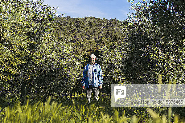 Senior man standing between row of trees on meadow