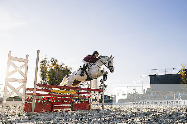 Jockey reitet weißes Pferd über Hürde auf Trainingsplatz gegen klaren Himmel während sonnigen Tag