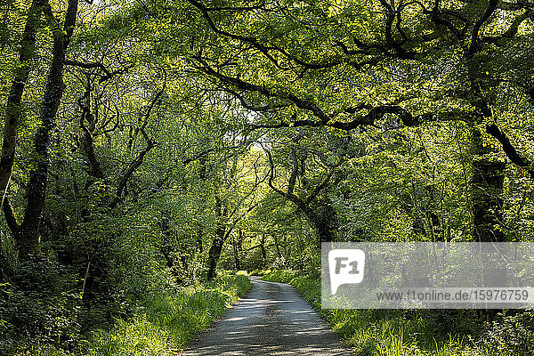 UK  Wales  Cresselly  Empty footpath in green lush forest