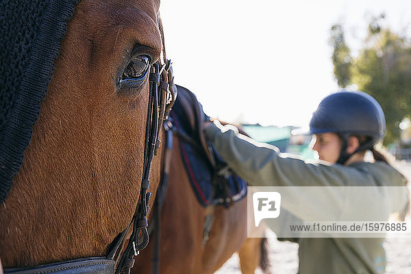 Nahaufnahme eines braunen Pferdes durch ein junges Mädchen  das den Sattel auf dem Trainingsplatz einstellt