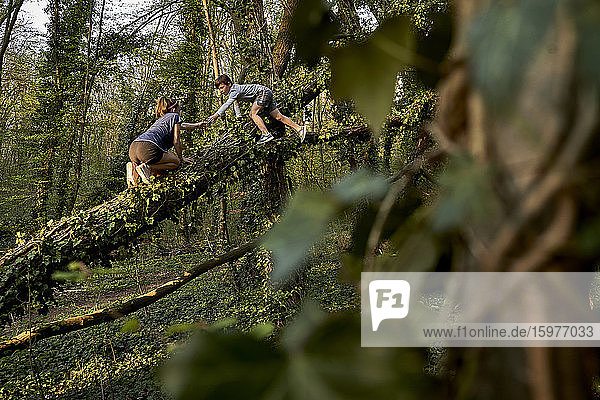 Junge hilft seiner Schwester beim Klettern auf einen Baum im Wald