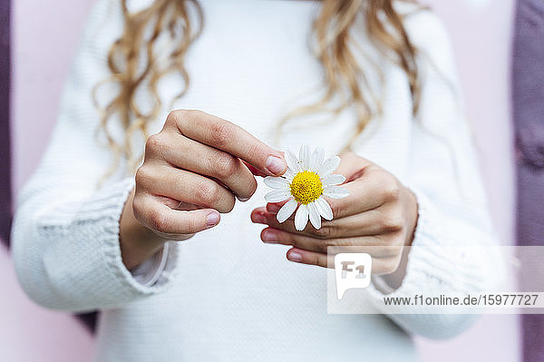 Mittelteil eines Mädchens,  das eine frische weiße Gänseblümchenblüte im Frühling hält