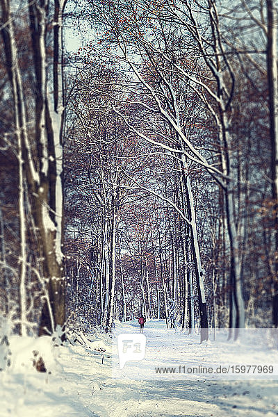 Deutschland  Nordrhein-Westfalen  Wuppertal  Jogger steht mitten auf einem verschneiten Waldweg