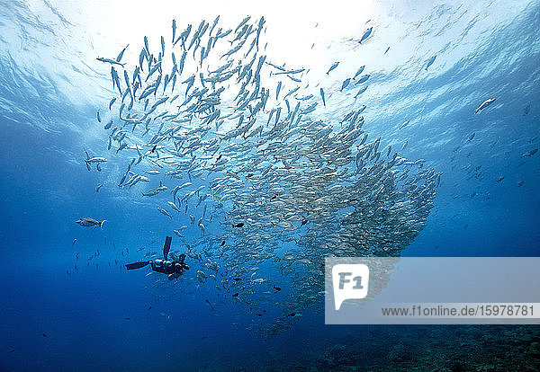 Palau  Diver swimming with barracuda school