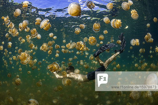 Palau  Eil Malk island  Man swimming with jellyfish in Jellyfish Lake