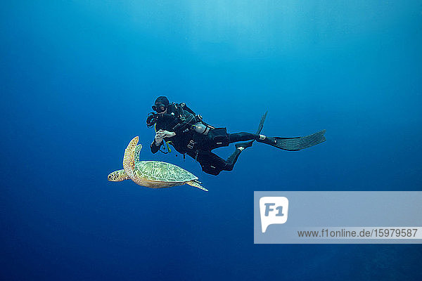 Palau  Blue Corner  Diver and sea turtle underwater