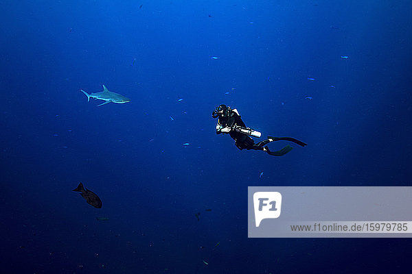 Palau  Blue Corner  Diver and grey reef shark (Carcharhinus amblyrhynchos) underwater