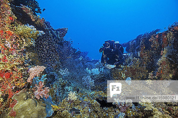 Palau  Koror  Taucher bei der Erkundung eines mit einem Korallenriff bewachsenen Schiffswracks