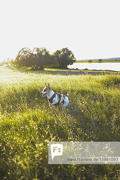Hund läuft auf Gras am Seeufer gegen den klaren Himmel  Evora  Portugal