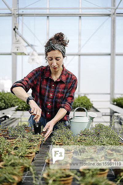 Frau arbeitet mit Handkelle an Rosmarinpflanzen im Gewächshaus einer Gärtnerei