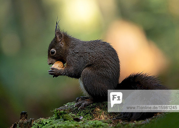 Porträt eines dunkelbraunen Eichhörnchens  das eine Nuss frisst