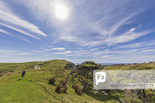 Neuseeland  Die Sonne scheint über einer Touristin  die an einer Schafherde vorbeigeht  die am Cape Farewell weidet