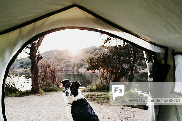 Porträt eines Hundes  der vor einem Zelt an einem See sitzt
