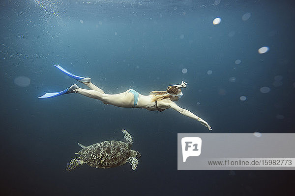 Indonesien  Bali  Unterwasseransicht einer Taucherfrau  die neben einer einsamen Schildkröte schwimmt