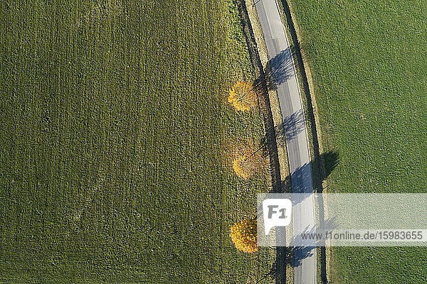 Germany  Bavaria  Drone view of Norway maples (Acer platanoides) growing beside country road in autumn