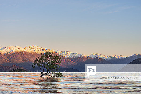 New Zealand  Otago  Lake Wanaka and Wanaka Tree at dawn with snowcapped mountains in background