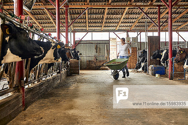 Bäuerin trägt Heu in Schubkarre auf Milchviehbetrieb