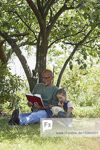 Relaxed grandfather and granddaughter in garden reading a book and eating strawberries