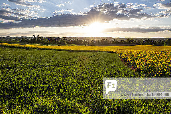 Germany  Bavaria  Neusaess  Countryside field at sunset