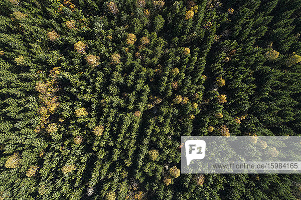 Drone view of deciduous forest in autumn