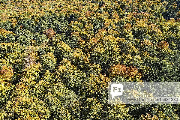 Germany  Baden-Wurttemberg  Heidenheim an der Brenz  Drone view of autumn forest in Swabian Jura