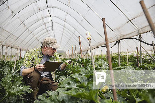 Farmer checking courgette plants  organic farming