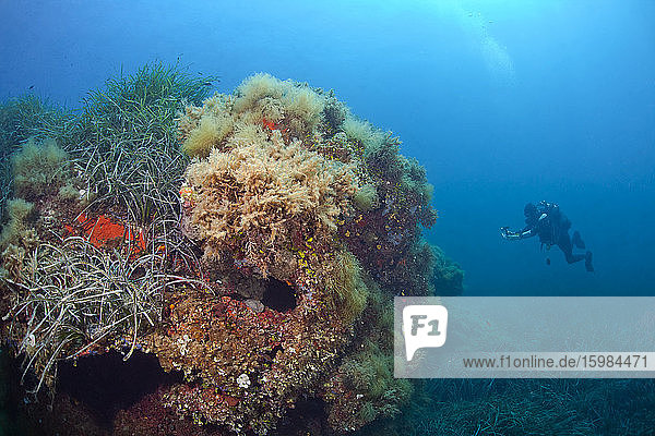 Frankreich  Korsika  Taucher fotografiert Korallen  die auf dem Meeresboden wachsen
