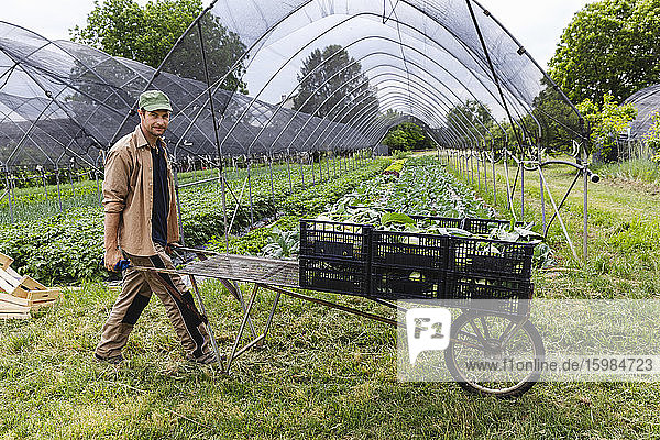 Organic farmer with harvested kohlrabi in boxes