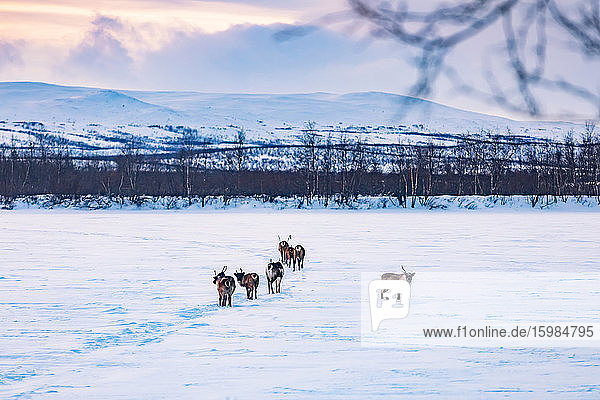 Reindeers on frozen lake  Kilpisjaervi  Enontekioe  Finland