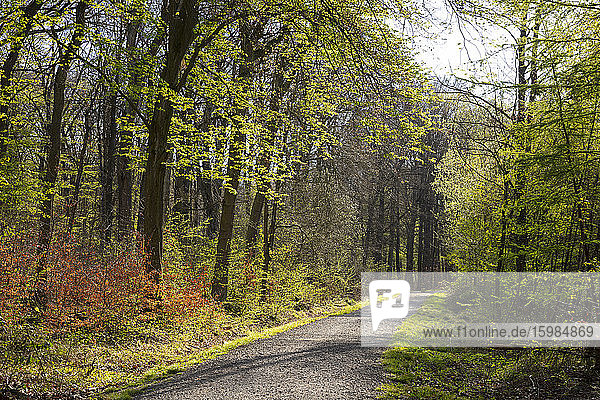 Germany  North Rhine-Westphalia  Dortmund  Forest road in springtime Kurler Busch park